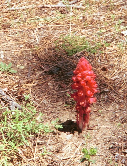 Snow Plant in the Sierras